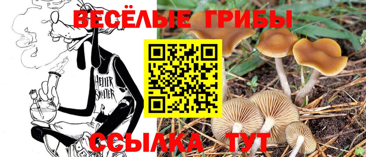 Псилоцибиновые грибы мицелий Большой Камень